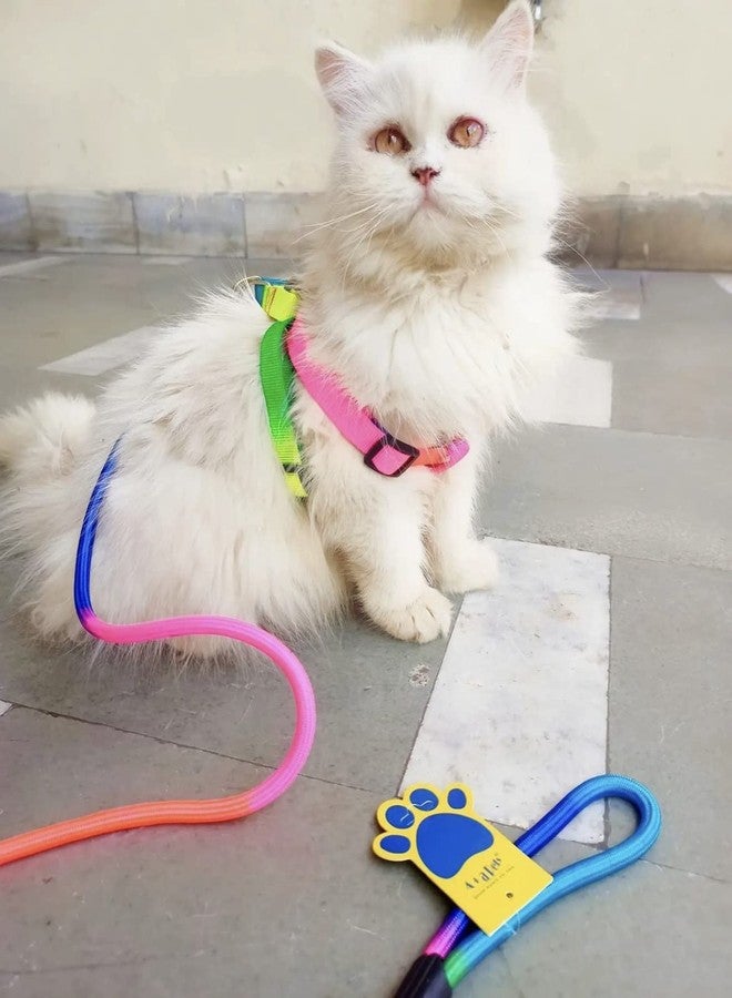 A+a Pets' Harness and Leash Set, Colourful Combo in Rainbow for Cats and Dogs (S, Rainbow) - Image 1